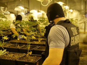 Funkcjonariusze BiOSG zlikwidowali dwupoziomową plantację marihuany na Śląsku- fot.CBŚP 