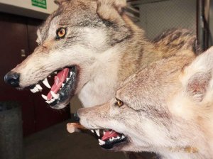 Spreparowane głowy wilków zatrzymane w Korczowej 