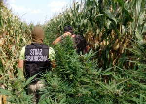 Plantacja marihuany w polu kukurydzy 