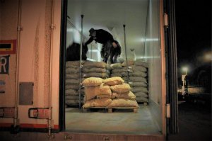 Afgańczyk ukryty w transporcie ziemniaków 