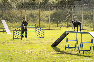 szkolenie psów służbowych szkolenie psów służbowych