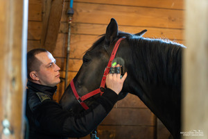 Nowe wierzchowce w Bieszczadzkim Oddziale SG