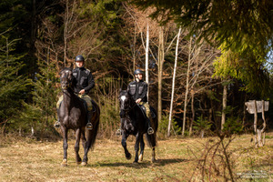 Nowe wierzchowce w Bieszczadzkim Oddziale SG